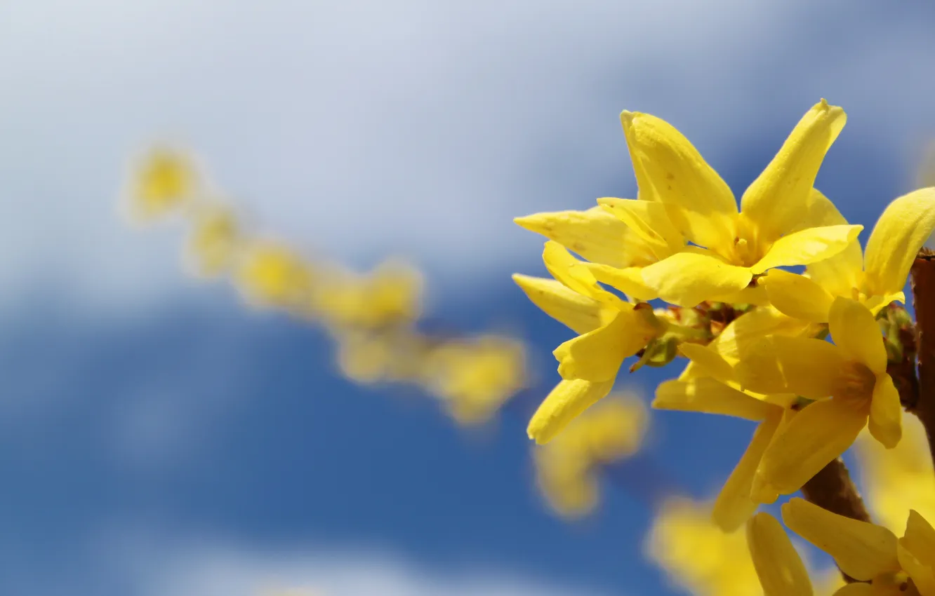 Photo wallpaper the sky, macro, sprig, yellow flowers