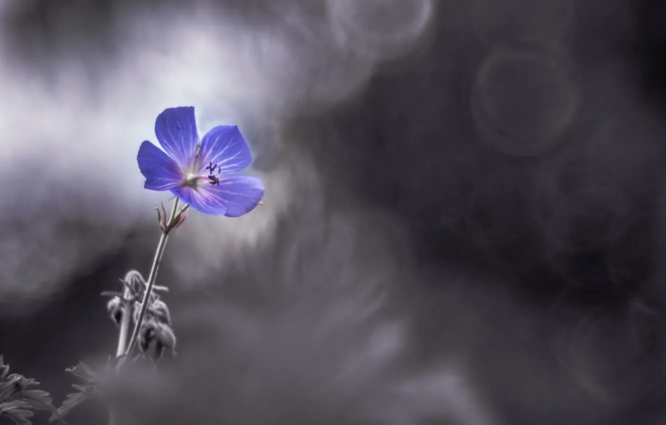 Photo wallpaper flower, nature, background