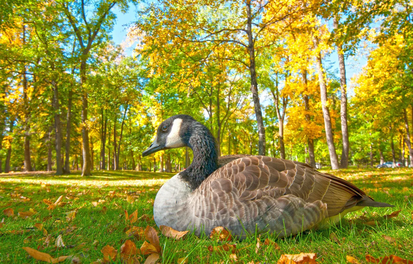 Photo wallpaper autumn, grass, Park, bird, goose