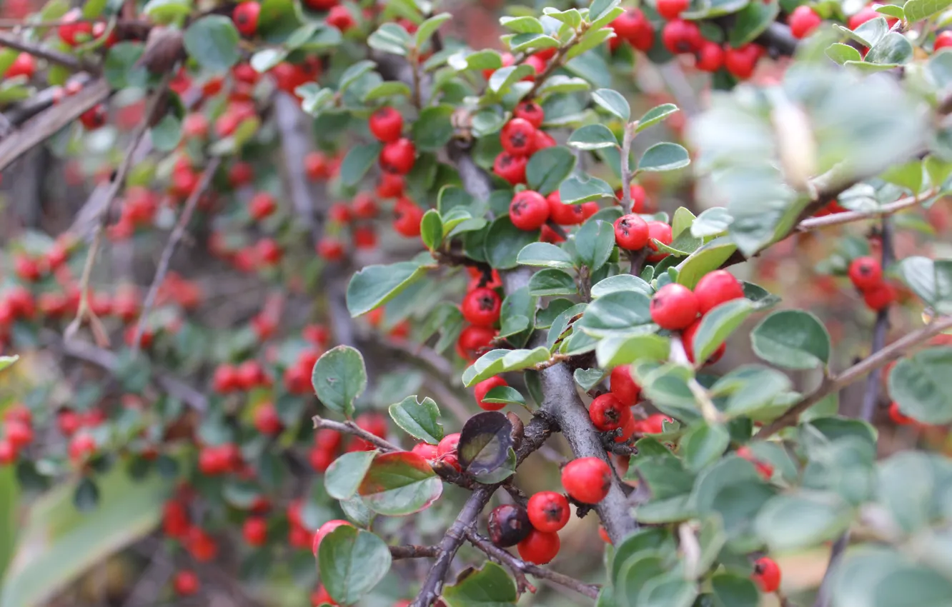 Photo wallpaper berries, Bush, red