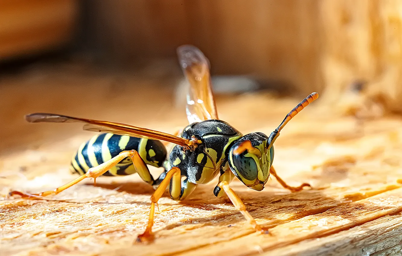 Photo wallpaper colors, insect, Wasp, winged