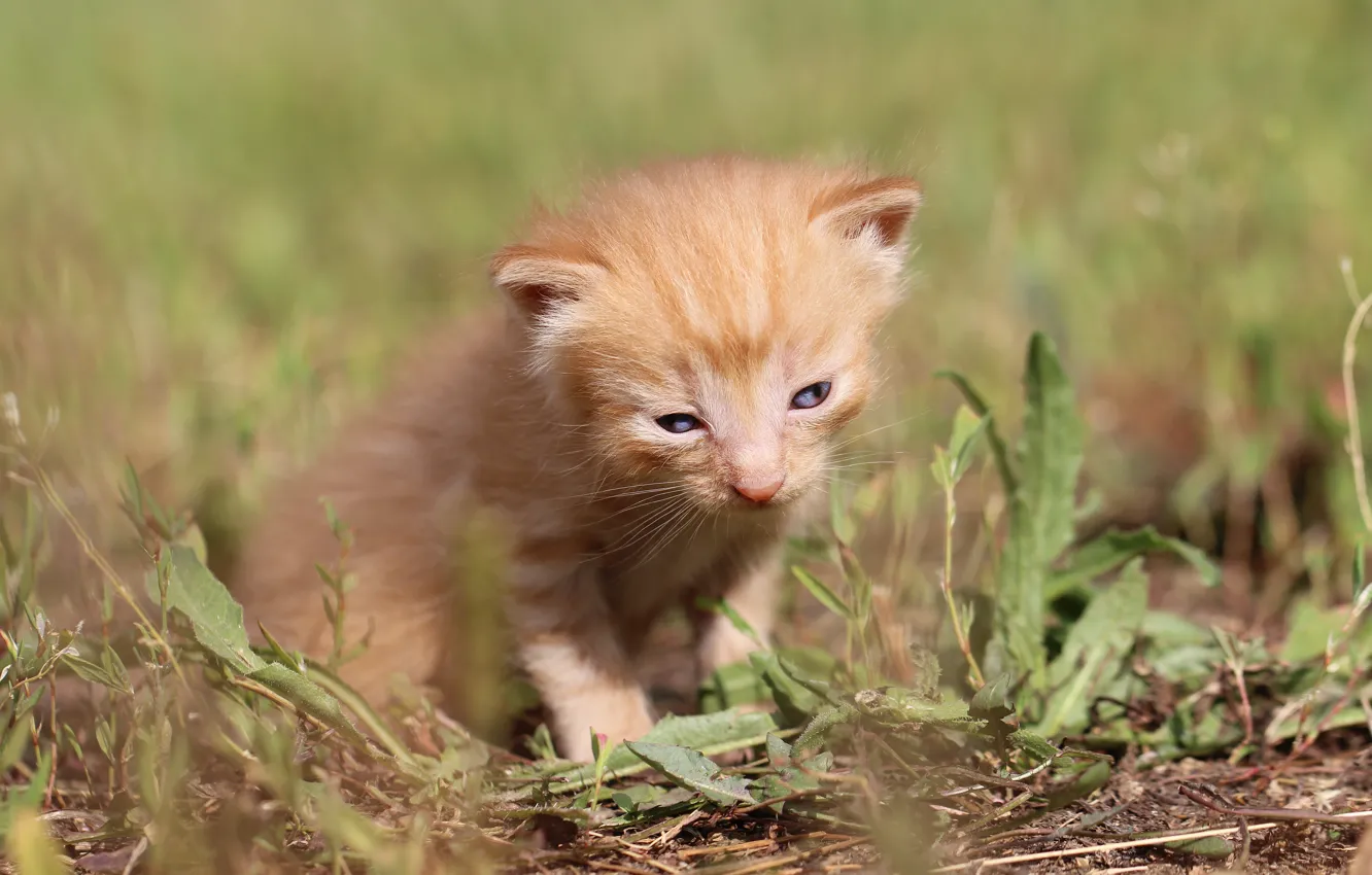 Photo wallpaper background, baby, weed, kitty