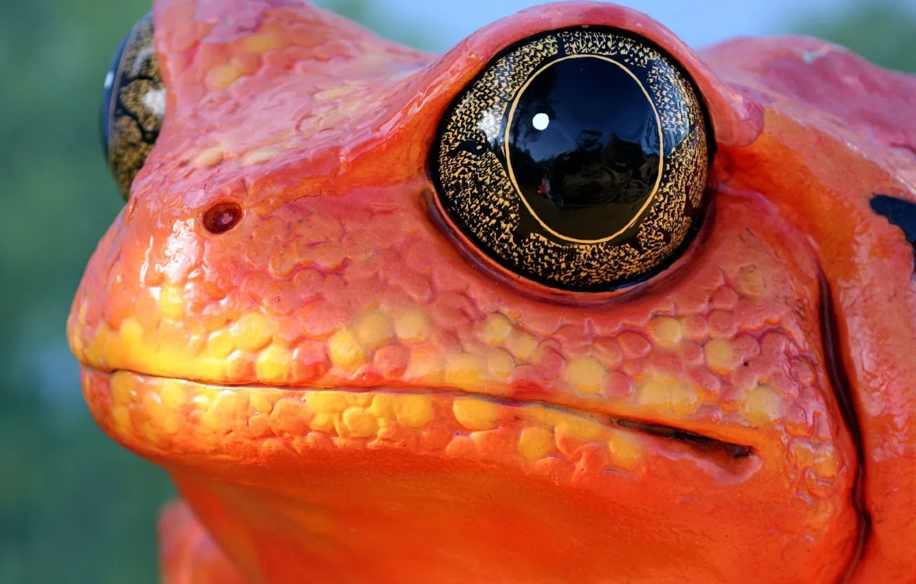 Photo wallpaper eyes, frog, Red