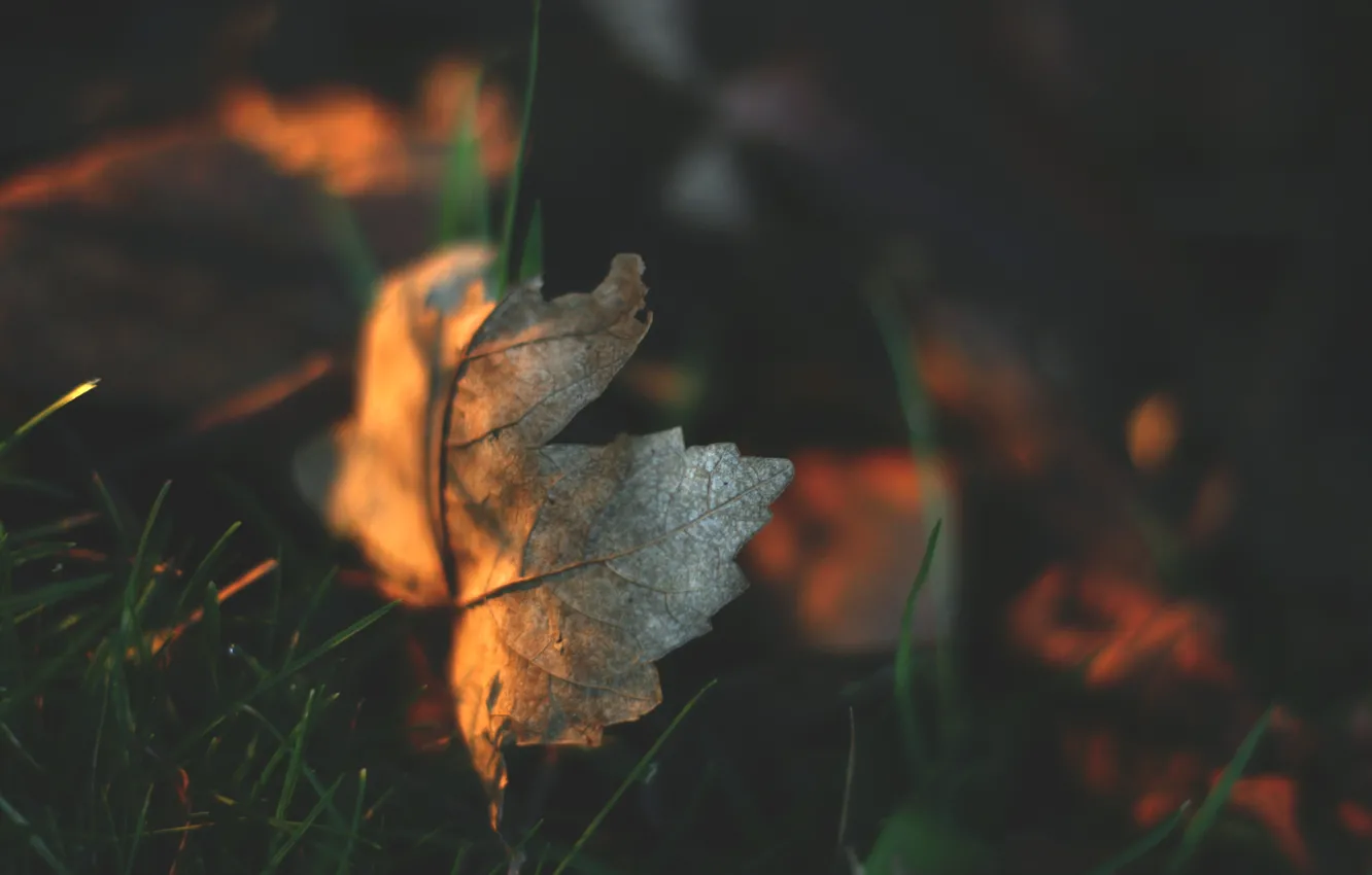 Photo wallpaper autumn, grass, leaves, maple