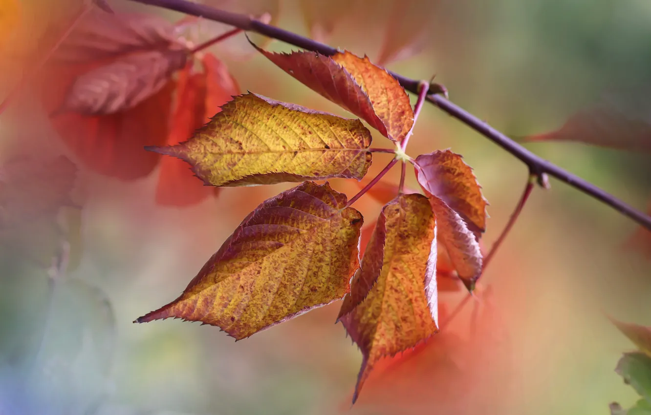 Photo wallpaper autumn, foliage, branch, the colors of autumn, bokeh, elm, autumn leaves, an elm