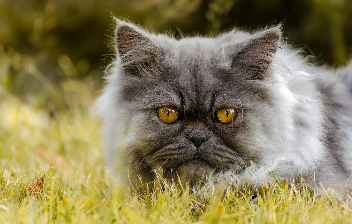 Photo wallpaper cat, look, pers, muzzle, Persian cat