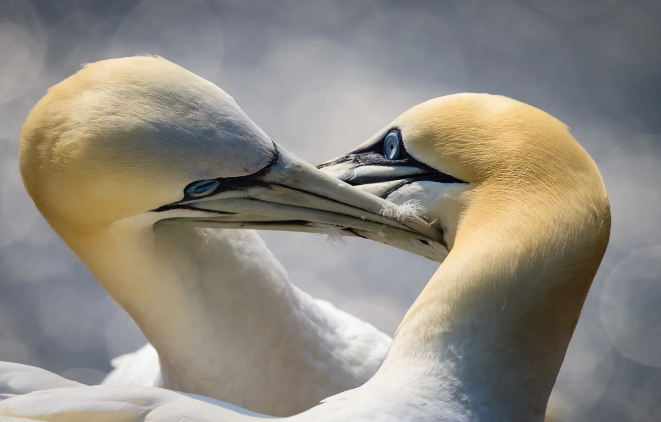 Photo wallpaper bird, beak, the Northern Gannet