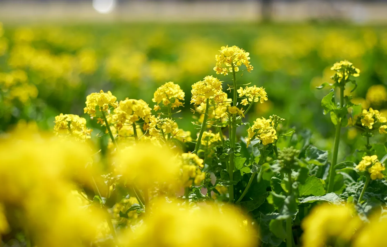 Photo wallpaper flowers, yellow, rape, rapeseed field