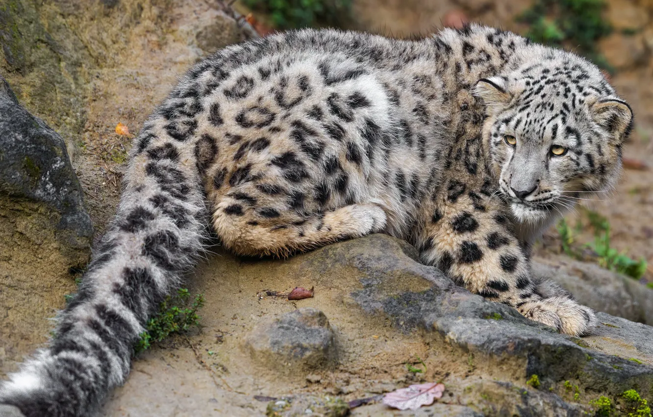 Photo wallpaper stones, snow leopard, cub