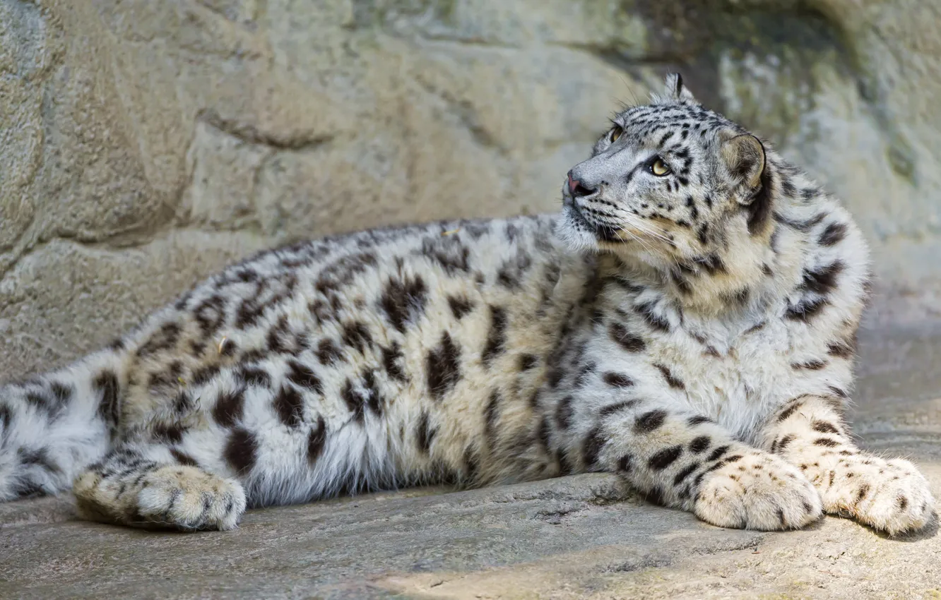Photo wallpaper cat, look, stones, IRBIS, snow leopard, ©Tambako The Jaguar
