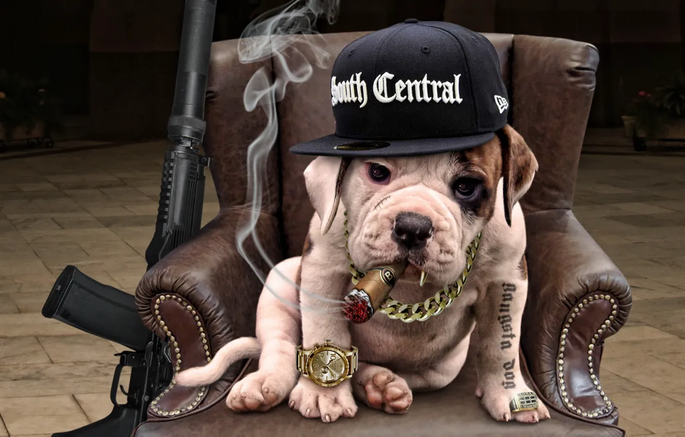 Photo wallpaper each, dog, gangster