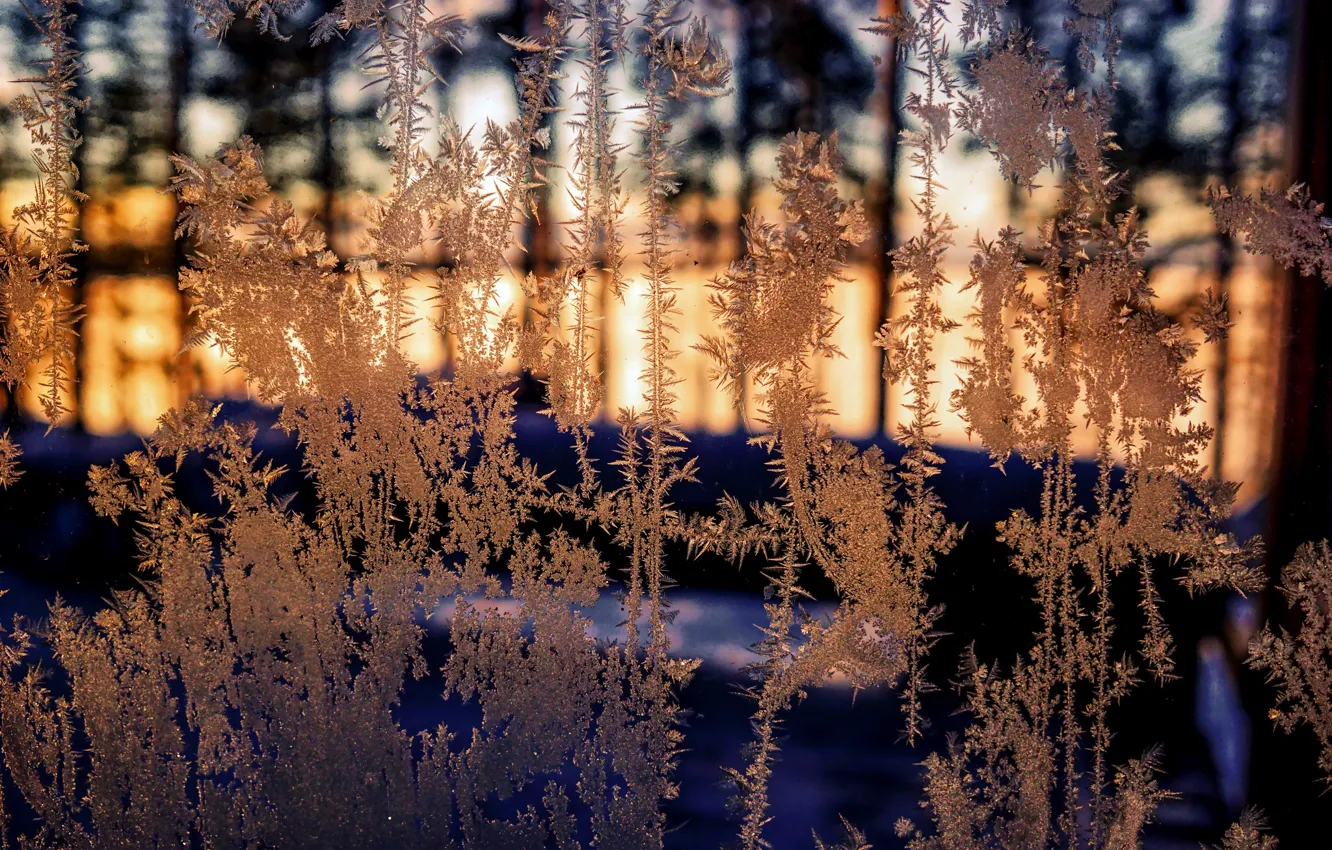 Photo wallpaper cold, winter, frost, glass
