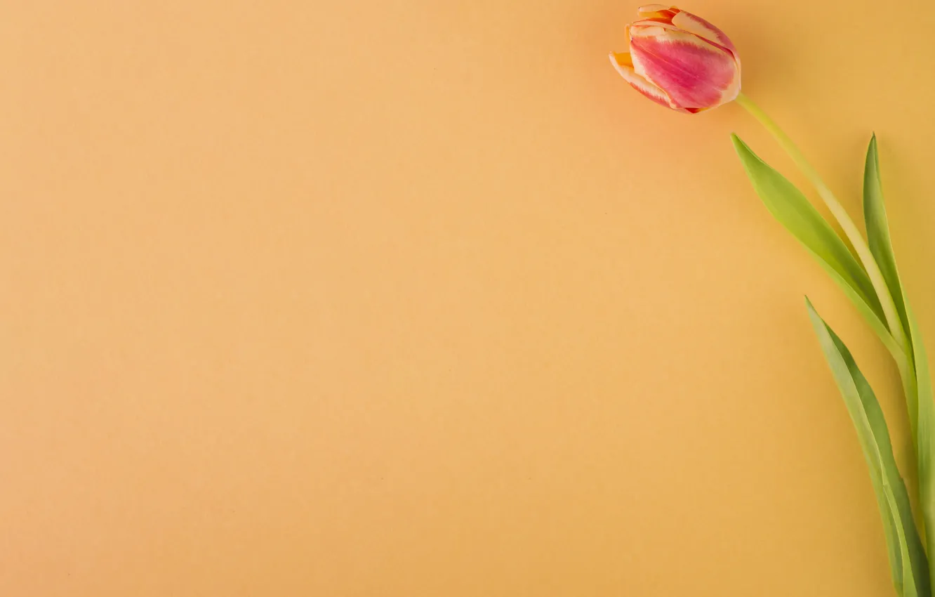 Photo wallpaper flowers, background, Tulip, buds