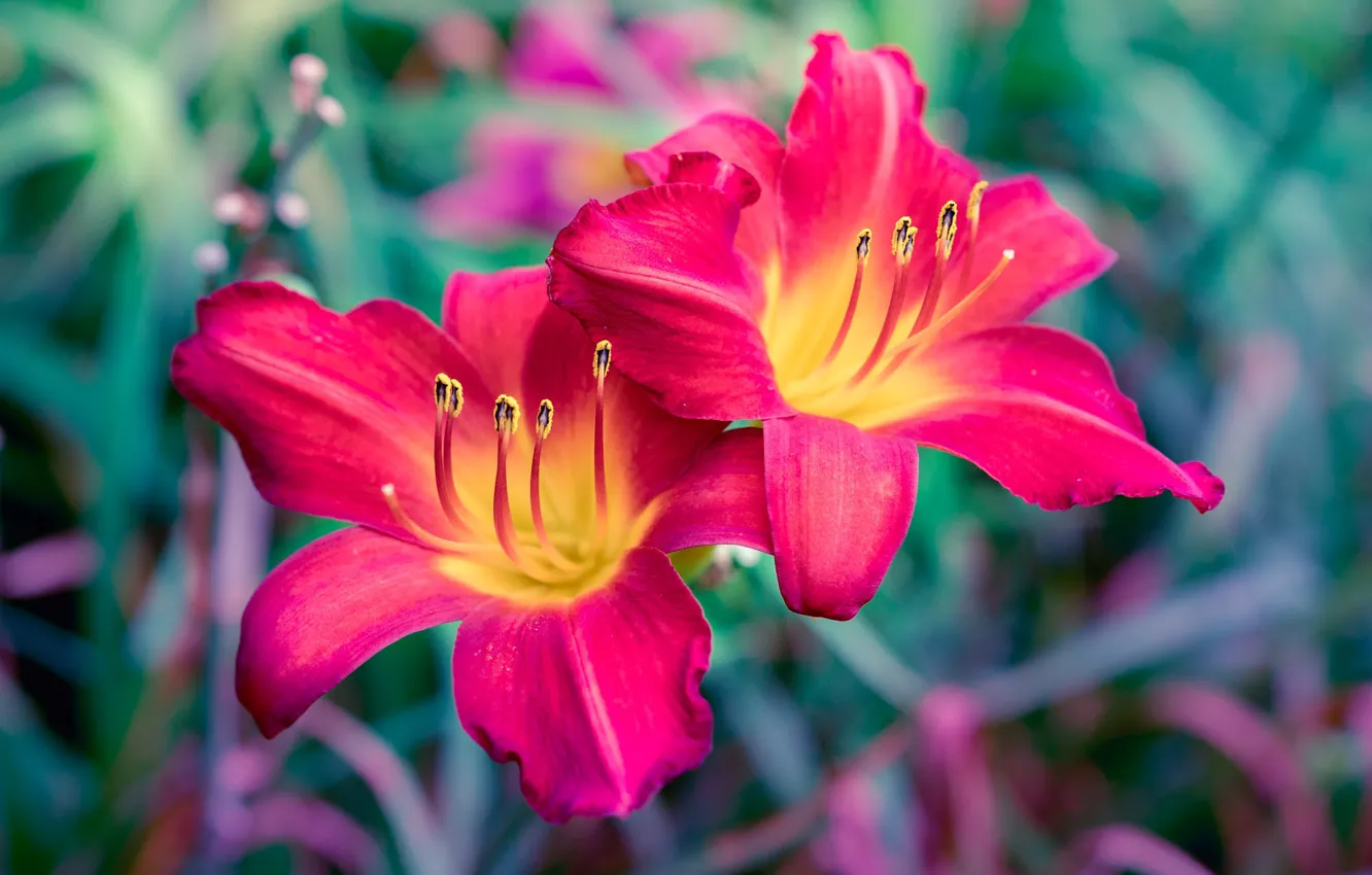 Photo wallpaper flowers, Lily, hot pink, the daylilies