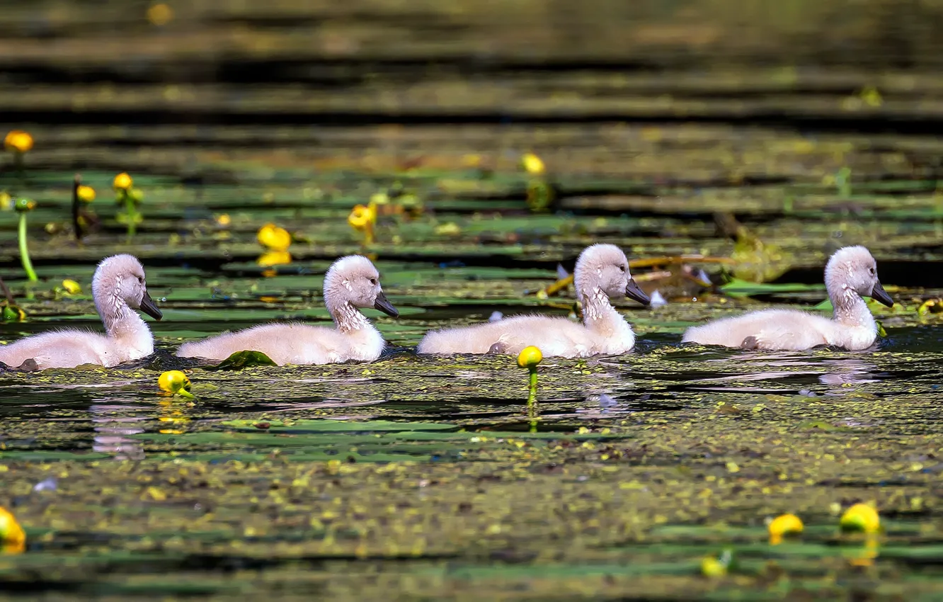 Photo wallpaper floats, each other, four, swimming, swans, Chicks, the Lebeda, Quartet
