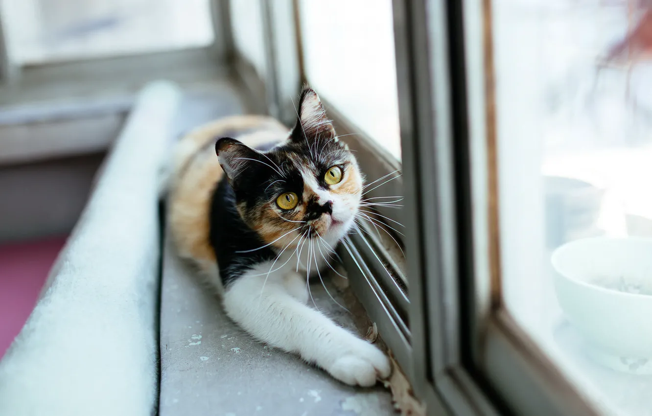Photo wallpaper cat, look, glass, reflection, room, paw, portrait, window