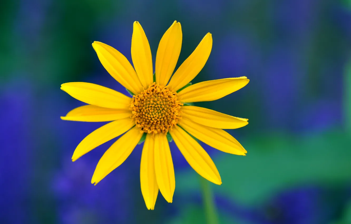 Photo wallpaper flower, macro, blue, green, background, Yellow, petals
