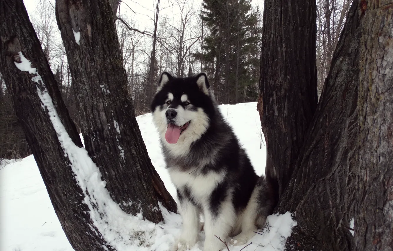 Photo wallpaper Malamute, Alaskan Malamute, Yakut, sled dogs, Snow Carrousel Jackpot