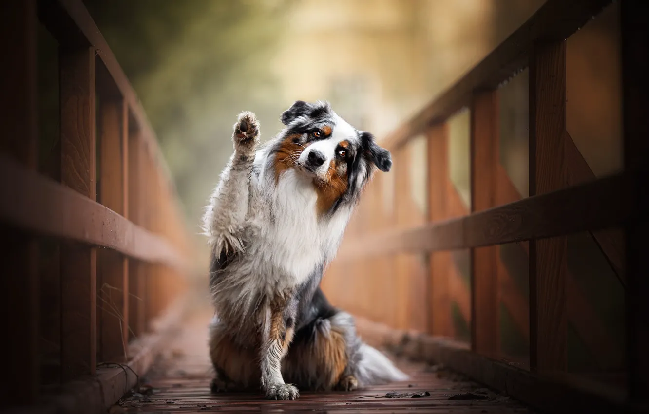 Photo wallpaper dog, paws, the bridge, Australian shepherd, Aussie