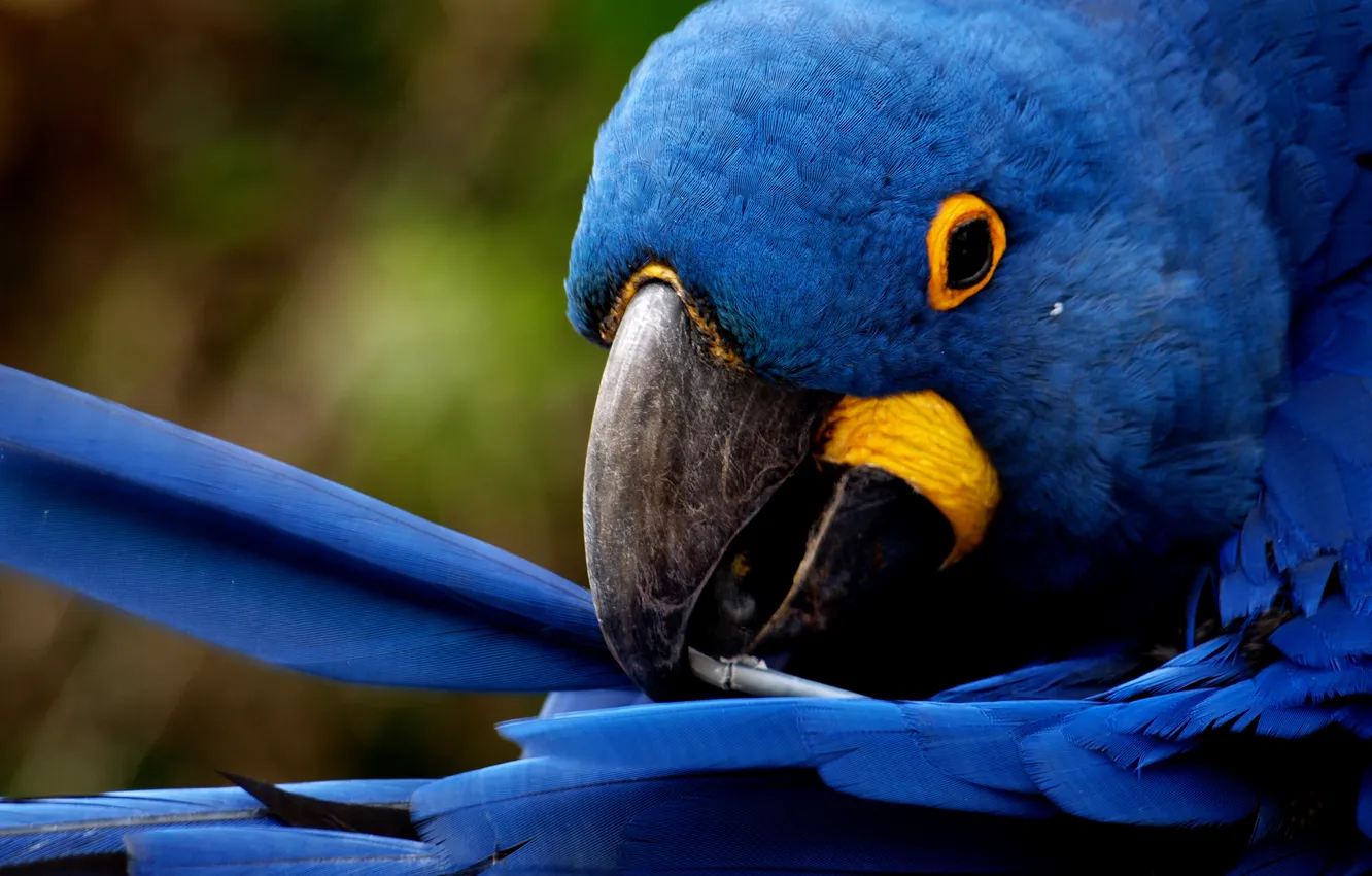 Photo wallpaper feathers, parrot, cleans, blue feathers