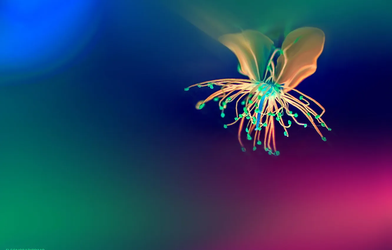 Photo wallpaper light, flowers, nature, abstraction, reflection, color, shadow, colors