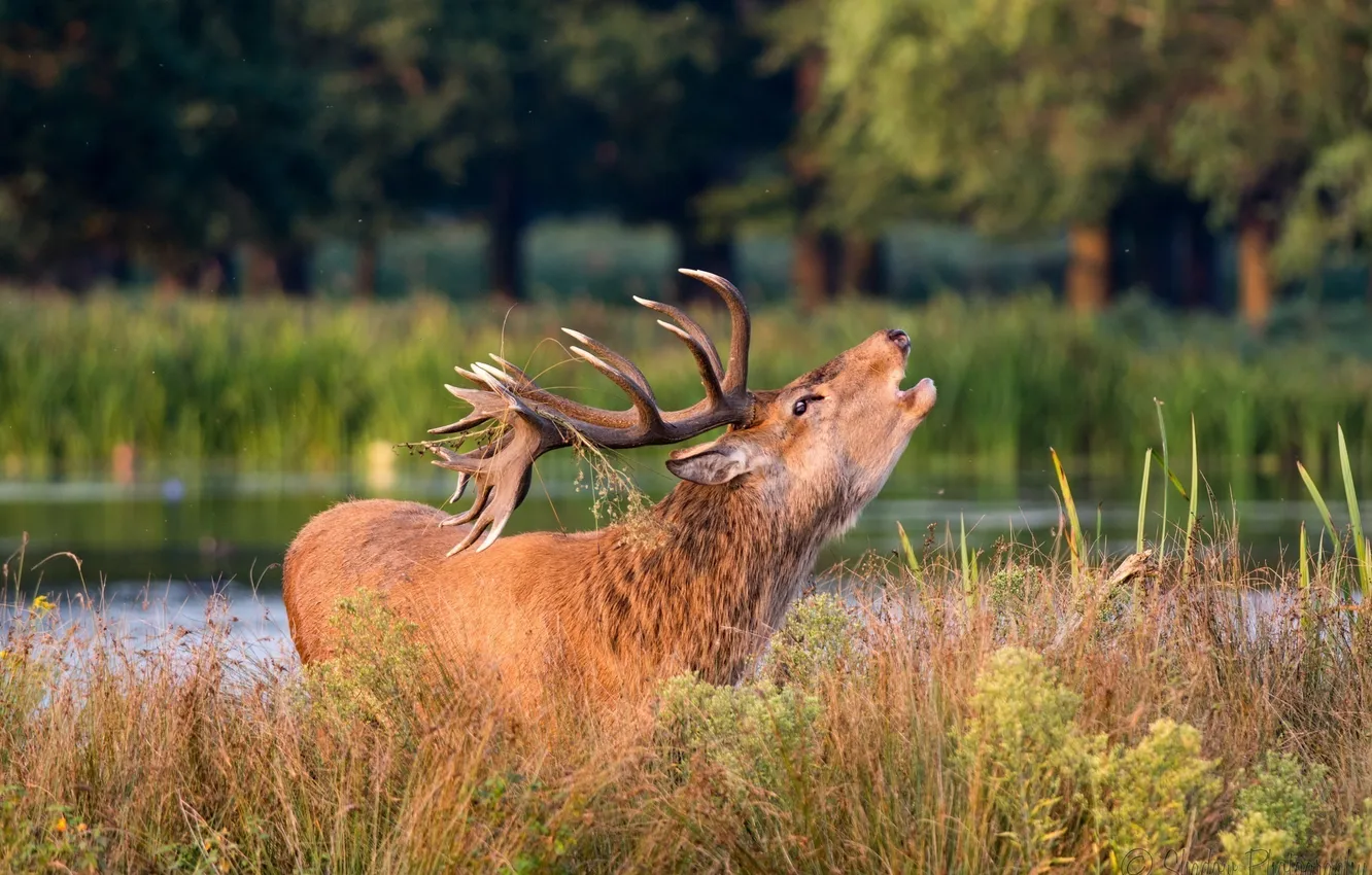 Photo wallpaper autumn, face, deer, horns, call