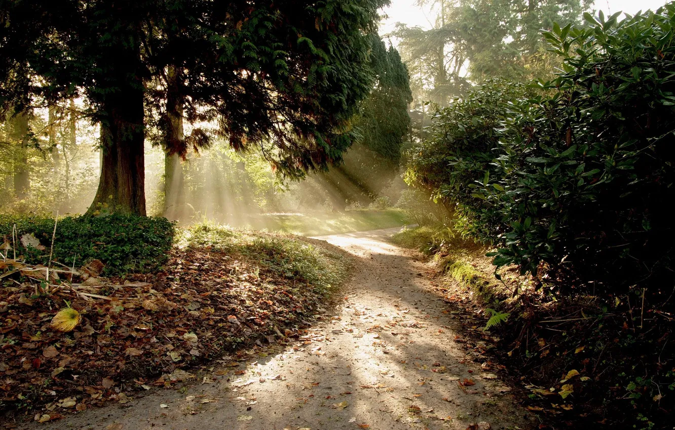 Photo wallpaper road, forest, the sun, rays, light, trees, nature, beautiful Wallpaper
