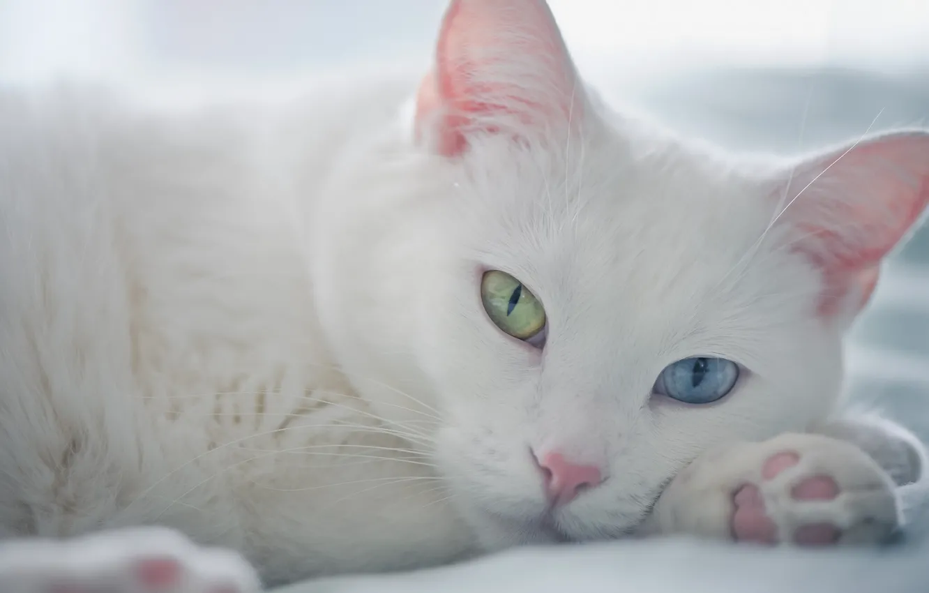 Photo wallpaper look, muzzle, different eyes, white cat