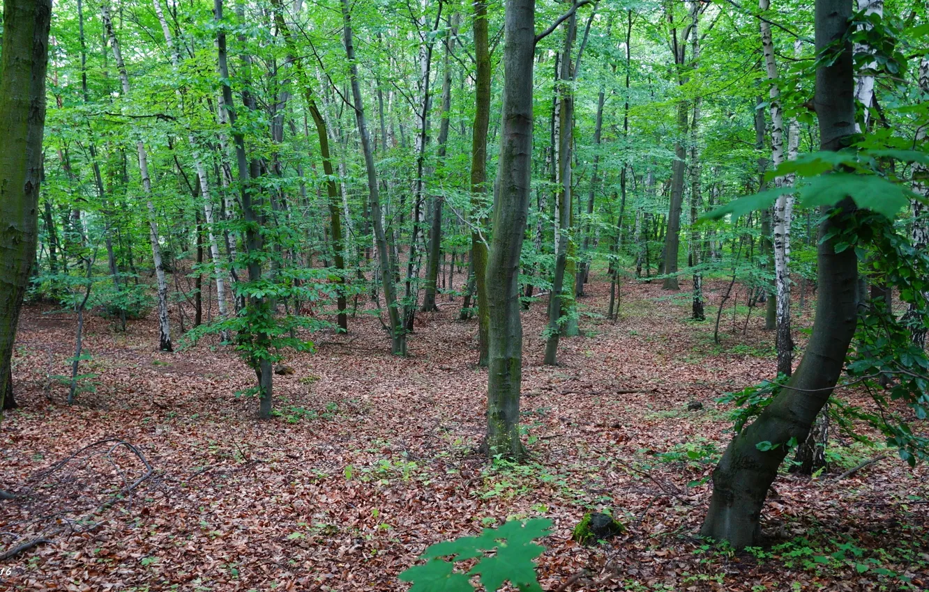 Photo wallpaper forest, park, tree