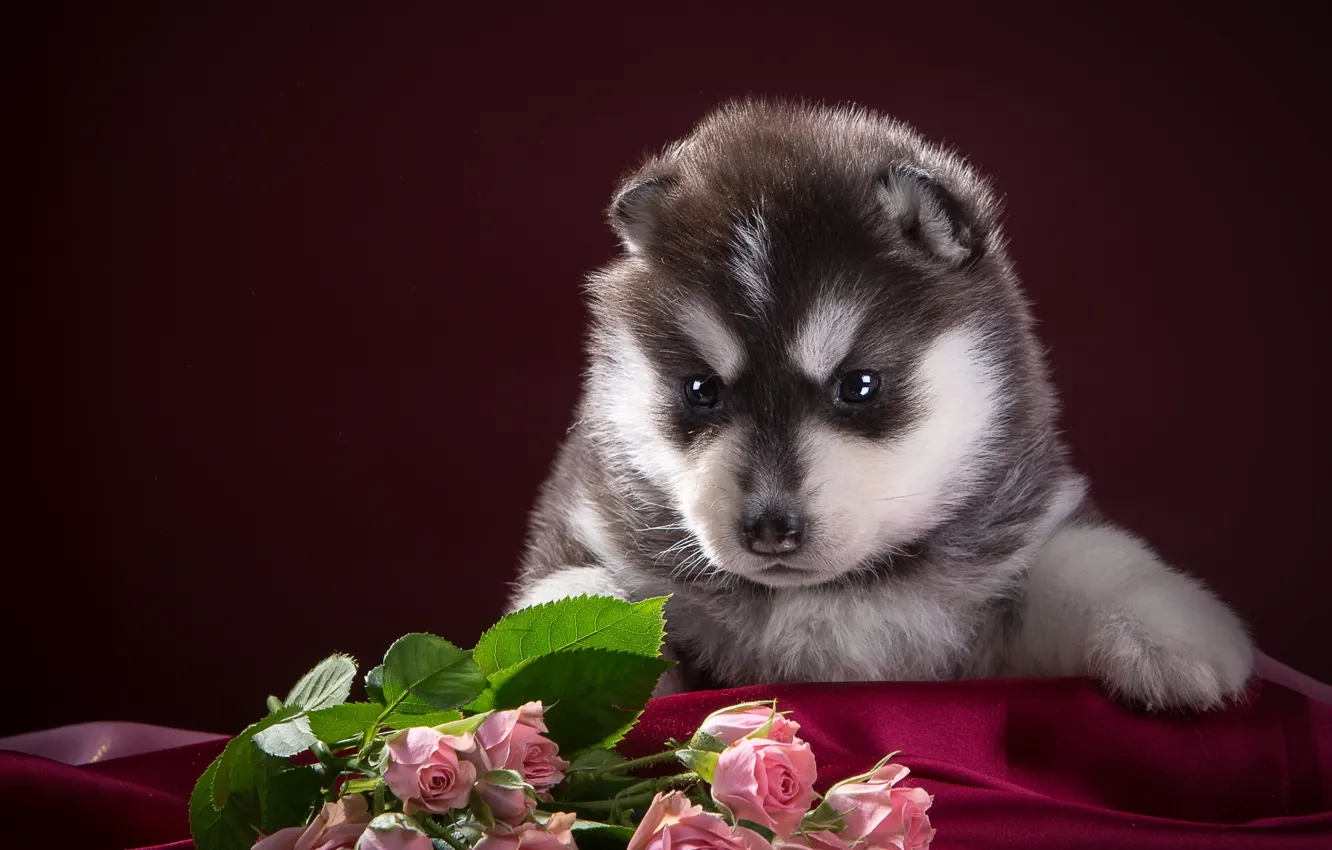 Photo wallpaper black and white, roses, puppy, fabric, husky, spotted