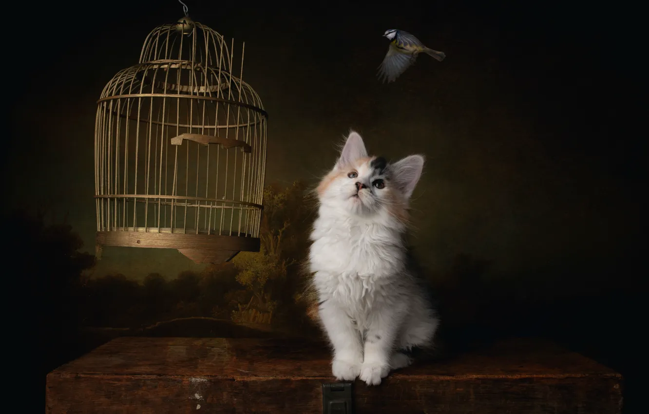 Photo wallpaper cat, cat, cell, bird