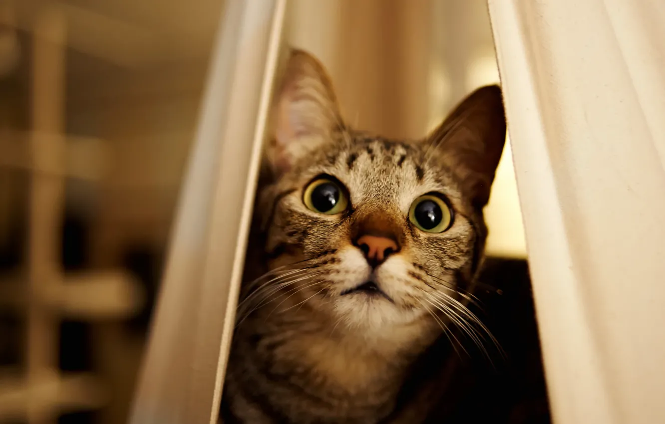 Photo wallpaper cat, eyes, cat, look, muzzle, Peeps