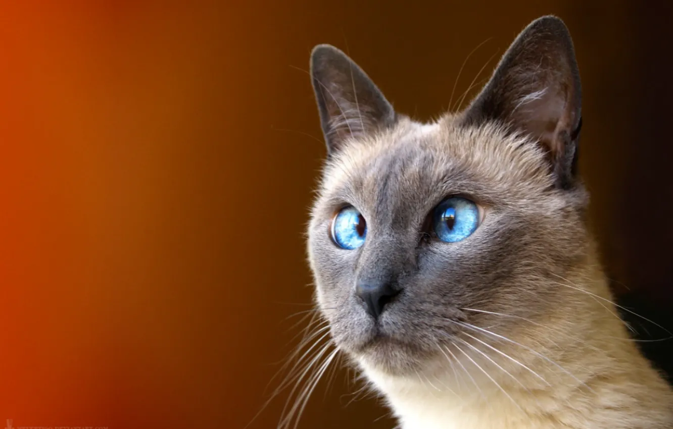 Photo wallpaper cat, eyes, oblique