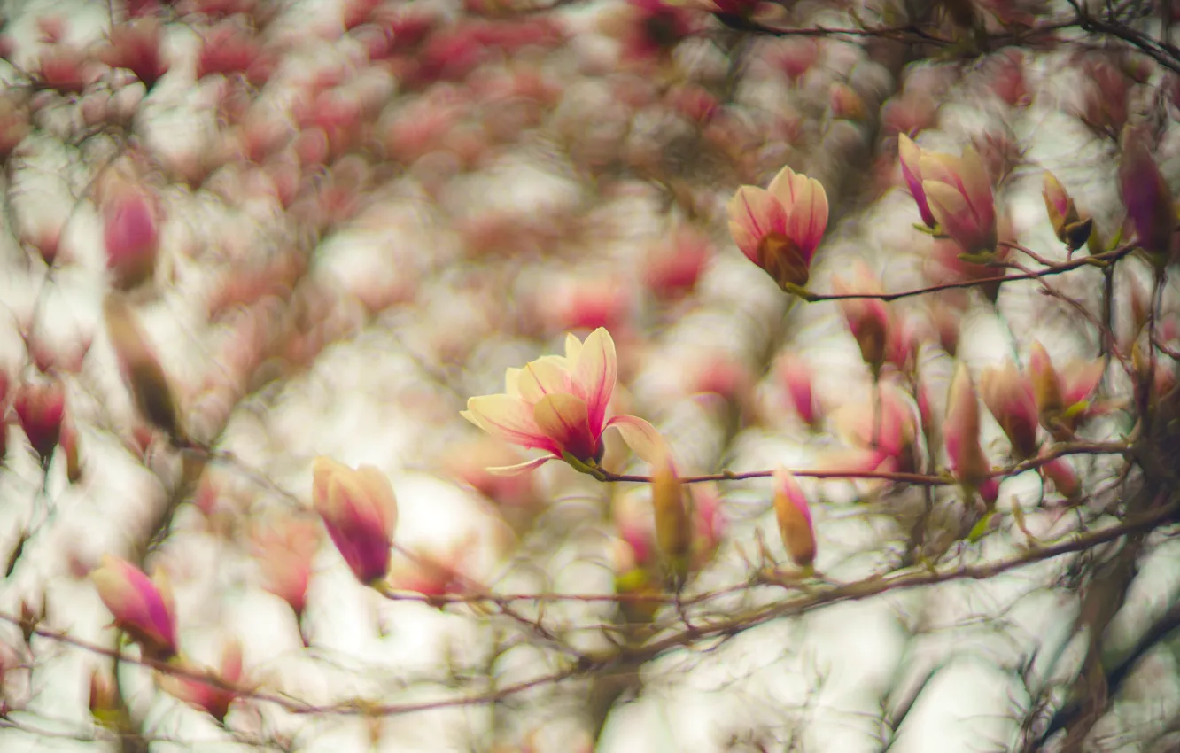 Photo wallpaper flowers, branches, blur, spring, pink, flowering, bokeh, Magnolia