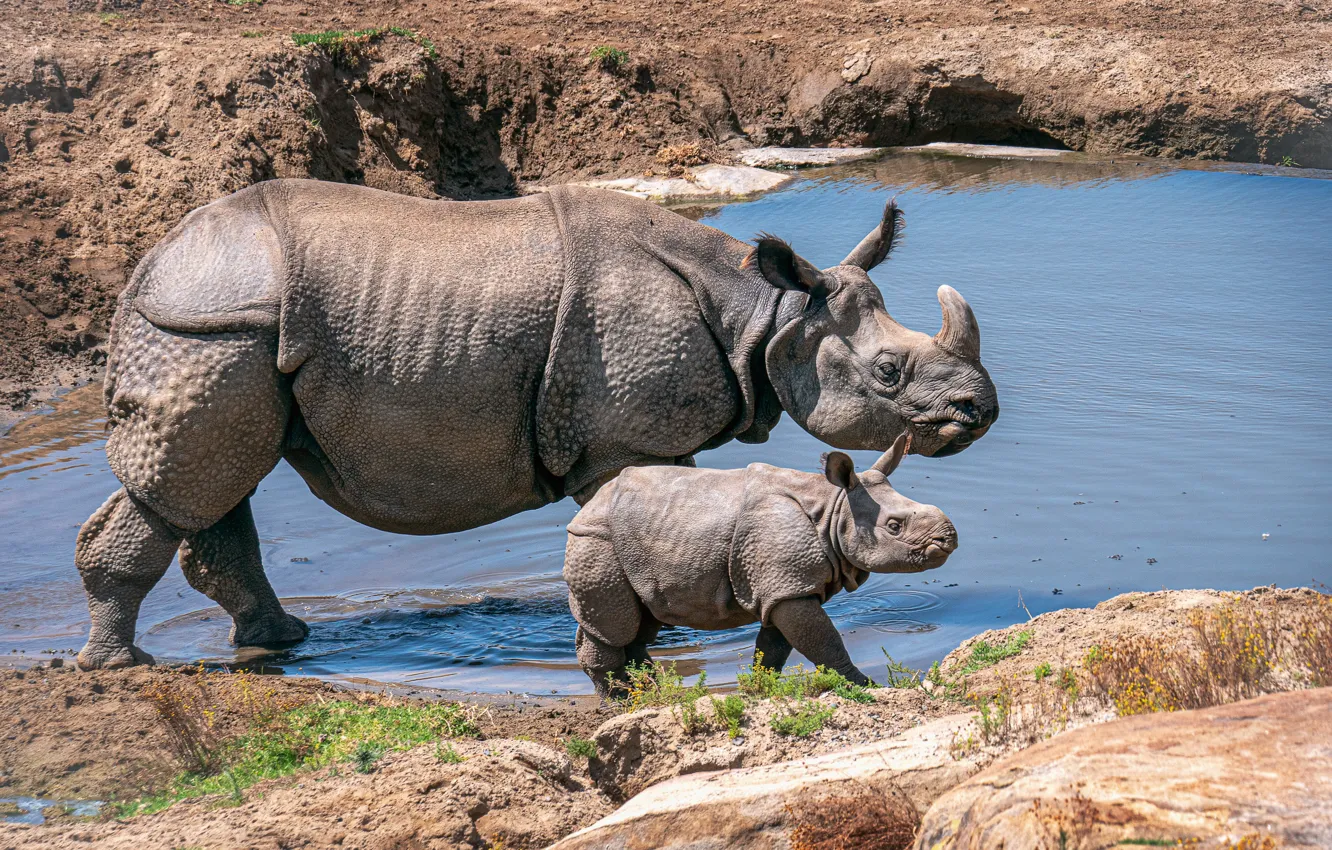 Photo wallpaper water, baby, Rhino