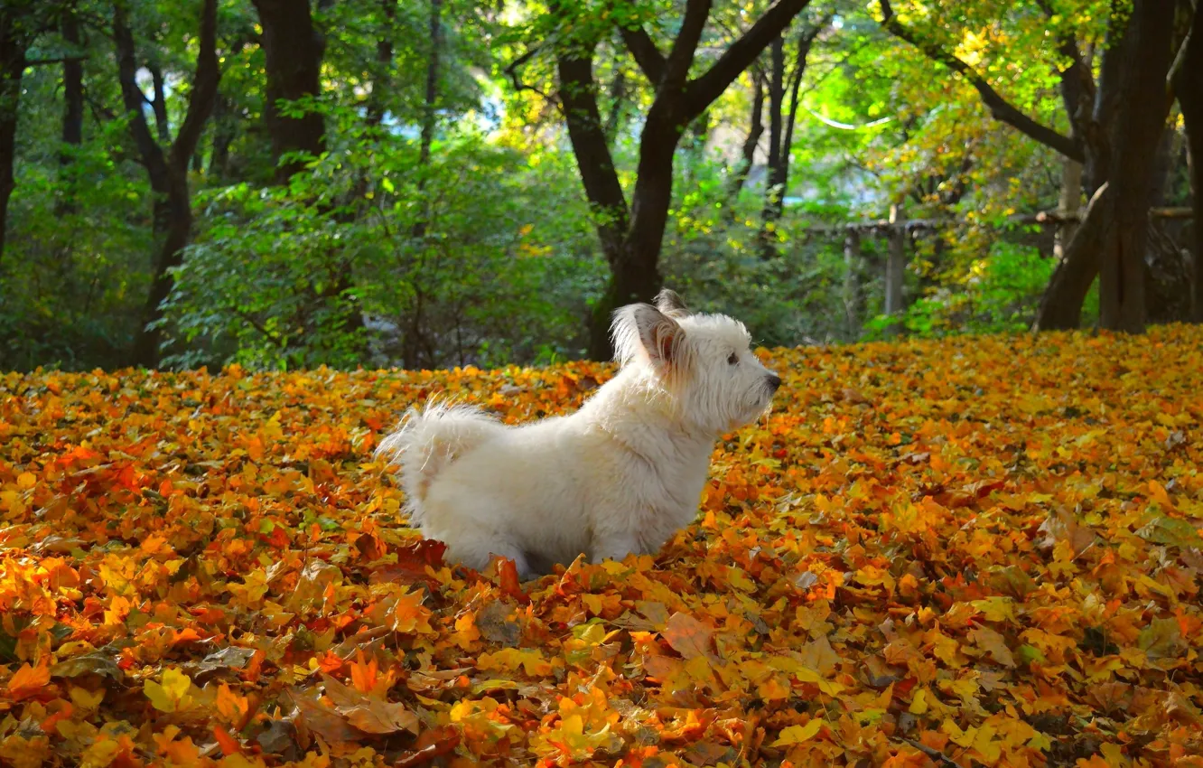 Photo wallpaper autumn, leaves, Nature, falling leaves, dog, nature, yellow, dog
