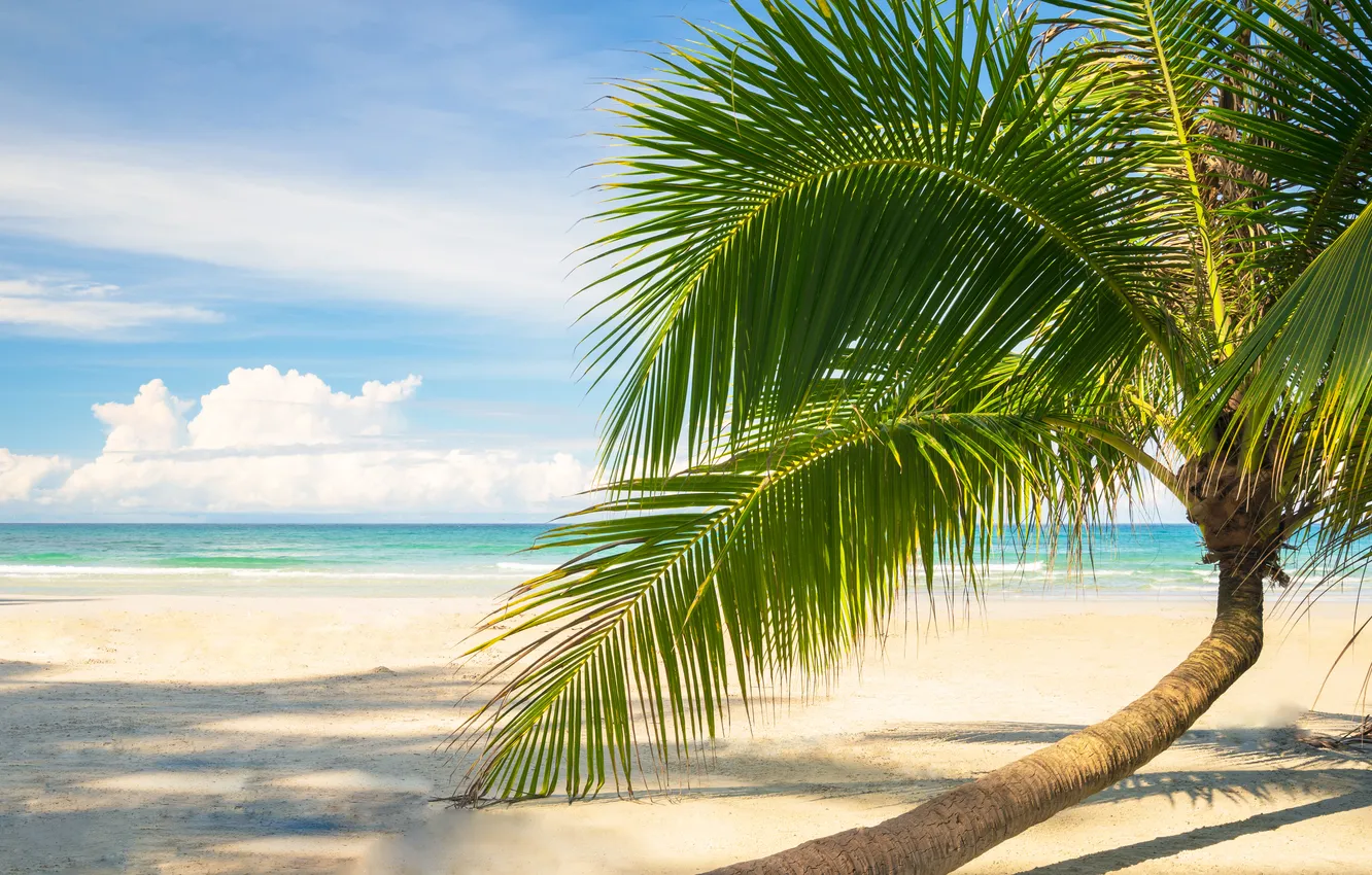 Photo wallpaper sand, sea, wave, beach, summer, the sky, palm trees, shore