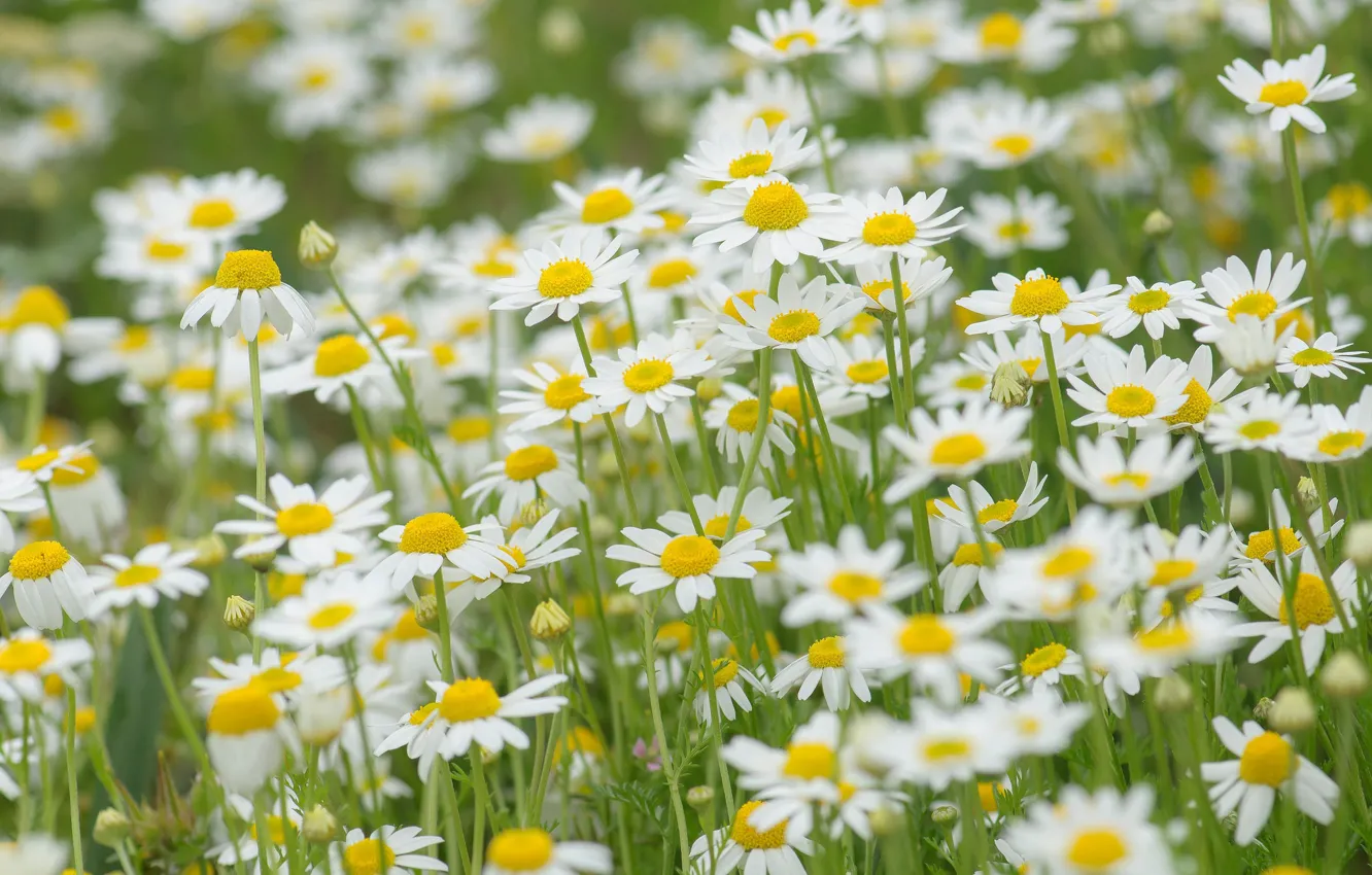 Photo wallpaper field, nature, chamomile, meadow