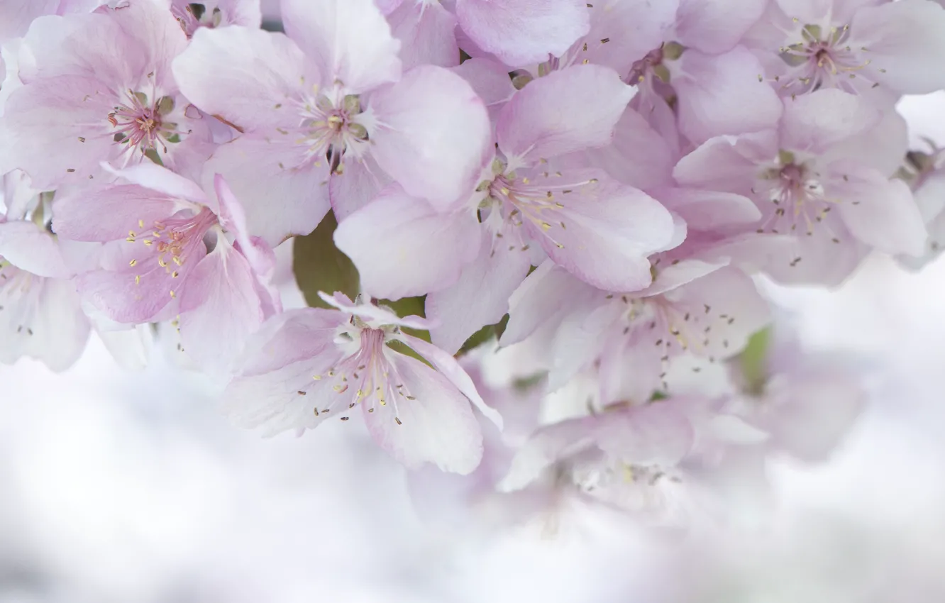 Photo wallpaper pink, tenderness, spring