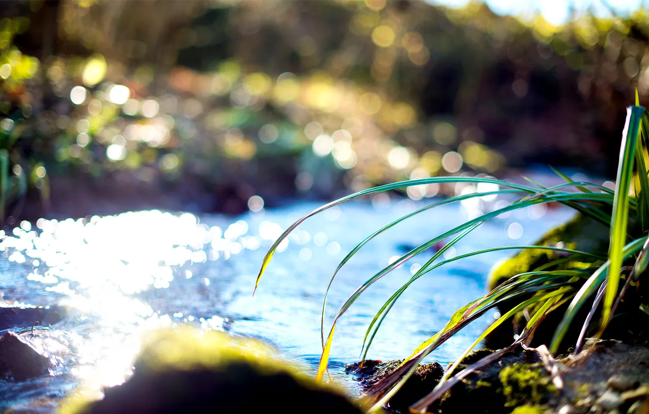 Photo wallpaper grass, water, stream, shore, Sunny, a blade of grass