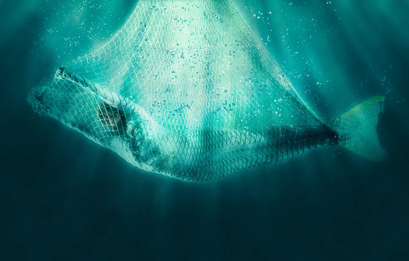 Photo wallpaper network, mermaid, tail, underwater world, mermaid, Fishing net