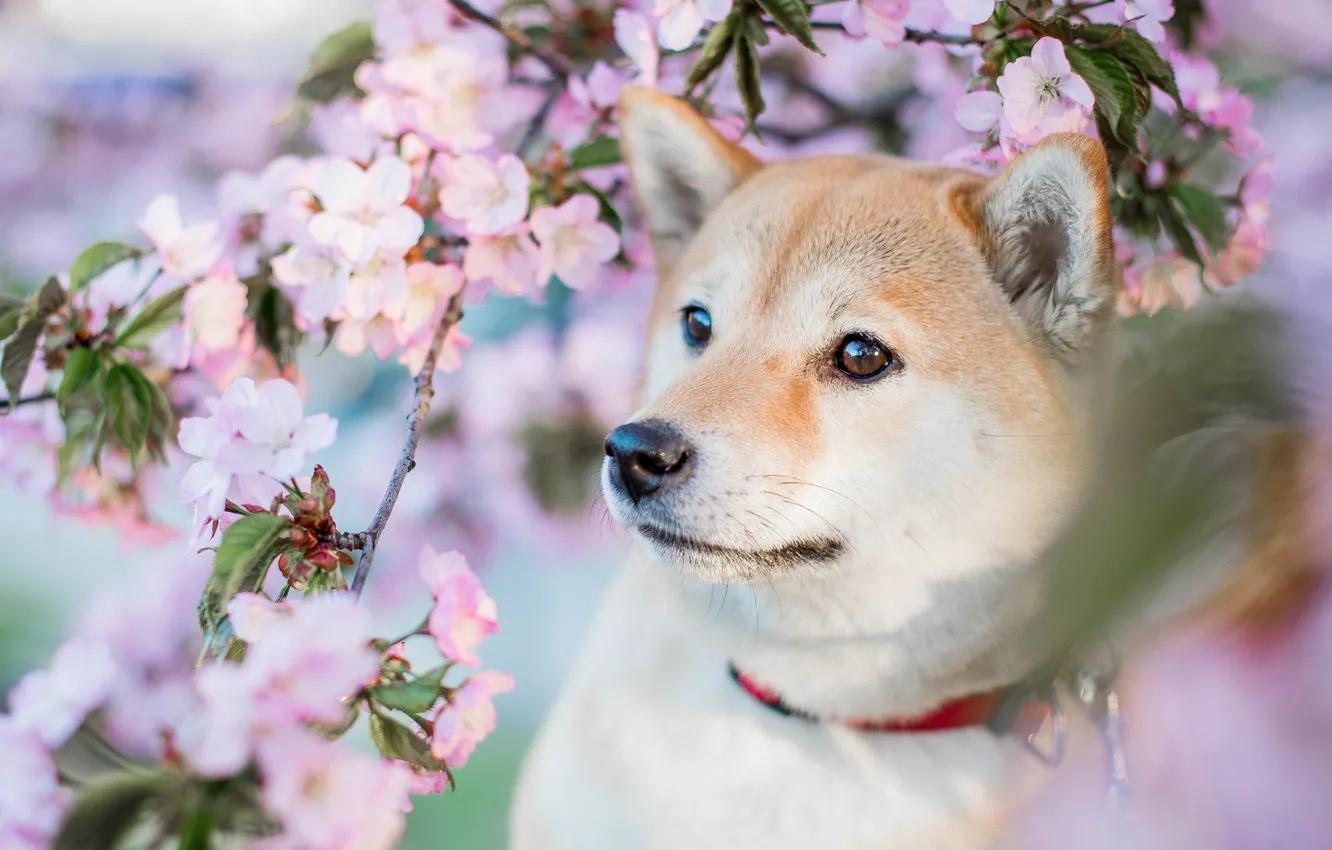 Photo wallpaper look, face, flowers, branches, portrait, dog, spring, puppy