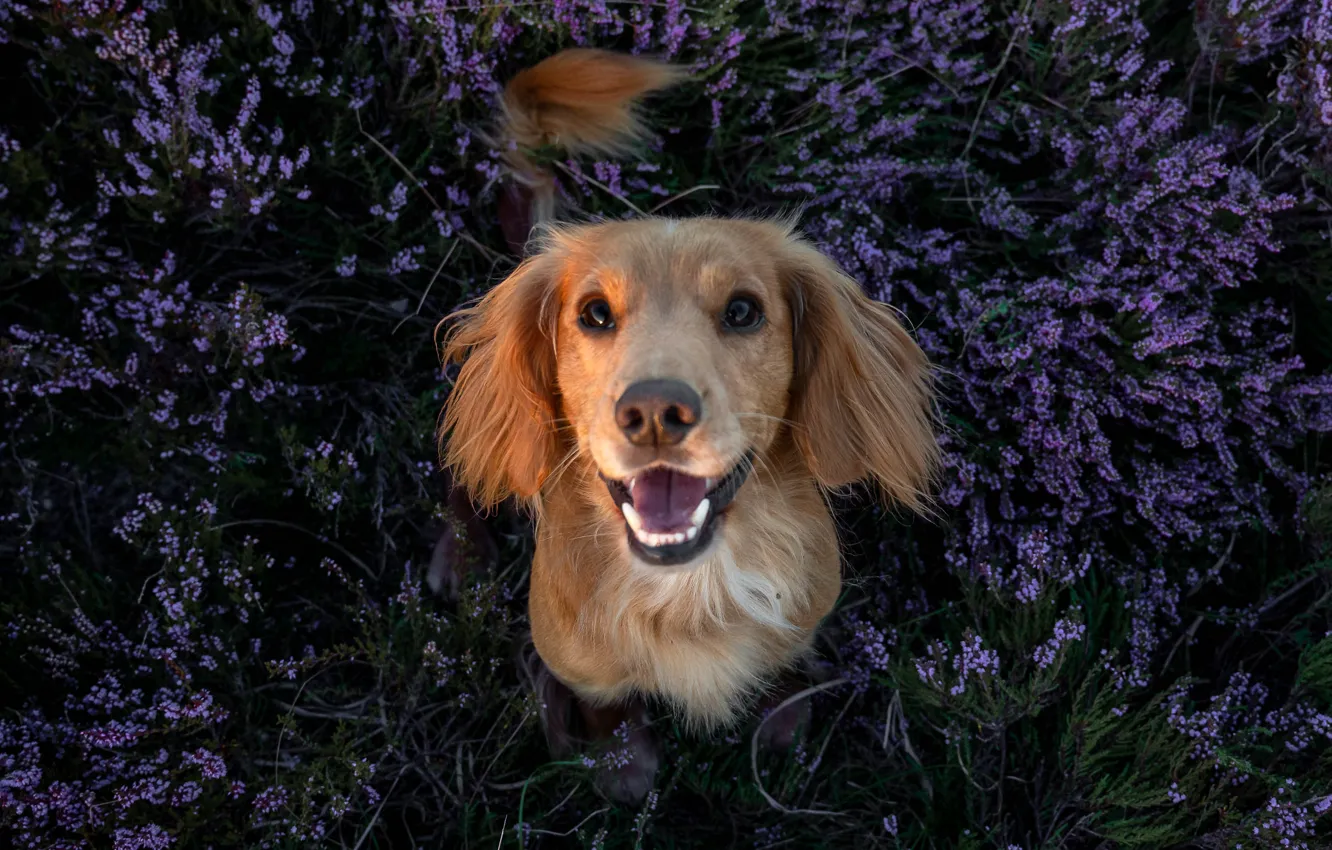 Photo wallpaper face, dog, Heather