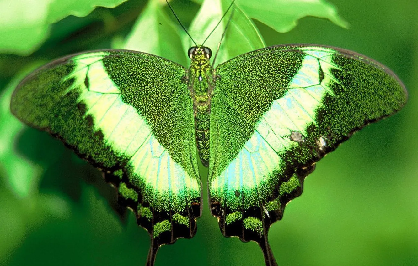 Photo wallpaper leaves, microsemi, butterfly, wings, insect, beautiful, closeup