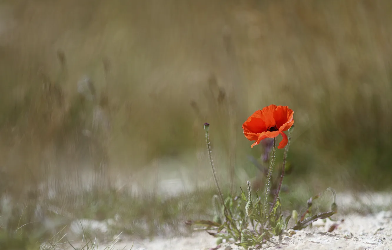 Photo wallpaper flowers, red, Mac, buds, Benjamine