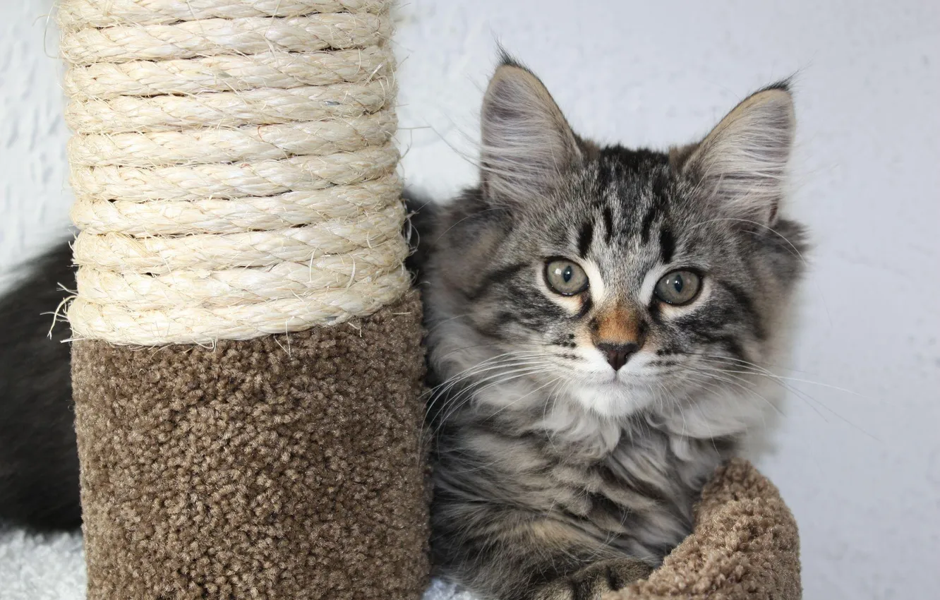 Photo wallpaper cat, cat, cat, kitty