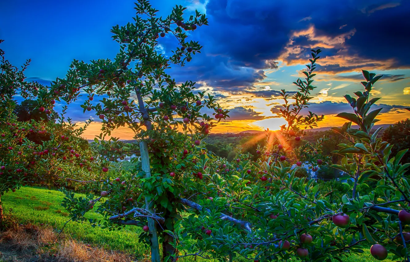 Photo wallpaper the sky, trees, landscape, sunset, nature, photo, dawn, apples