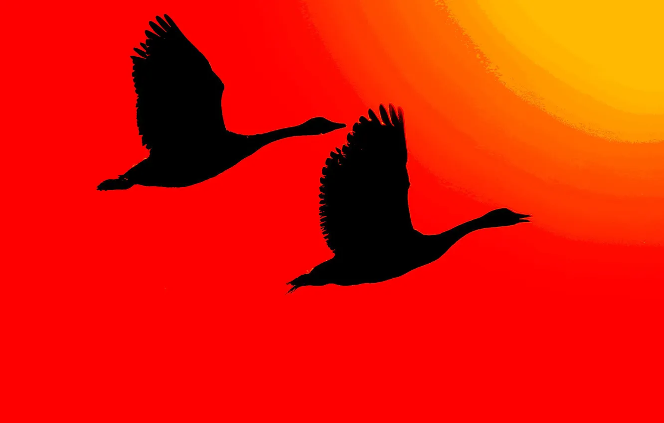 Photo wallpaper the sun, light, bird, wings, silhouette, glow