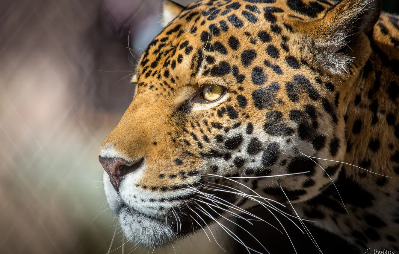 Photo wallpaper face, Jaguar, profile, large predatory cat