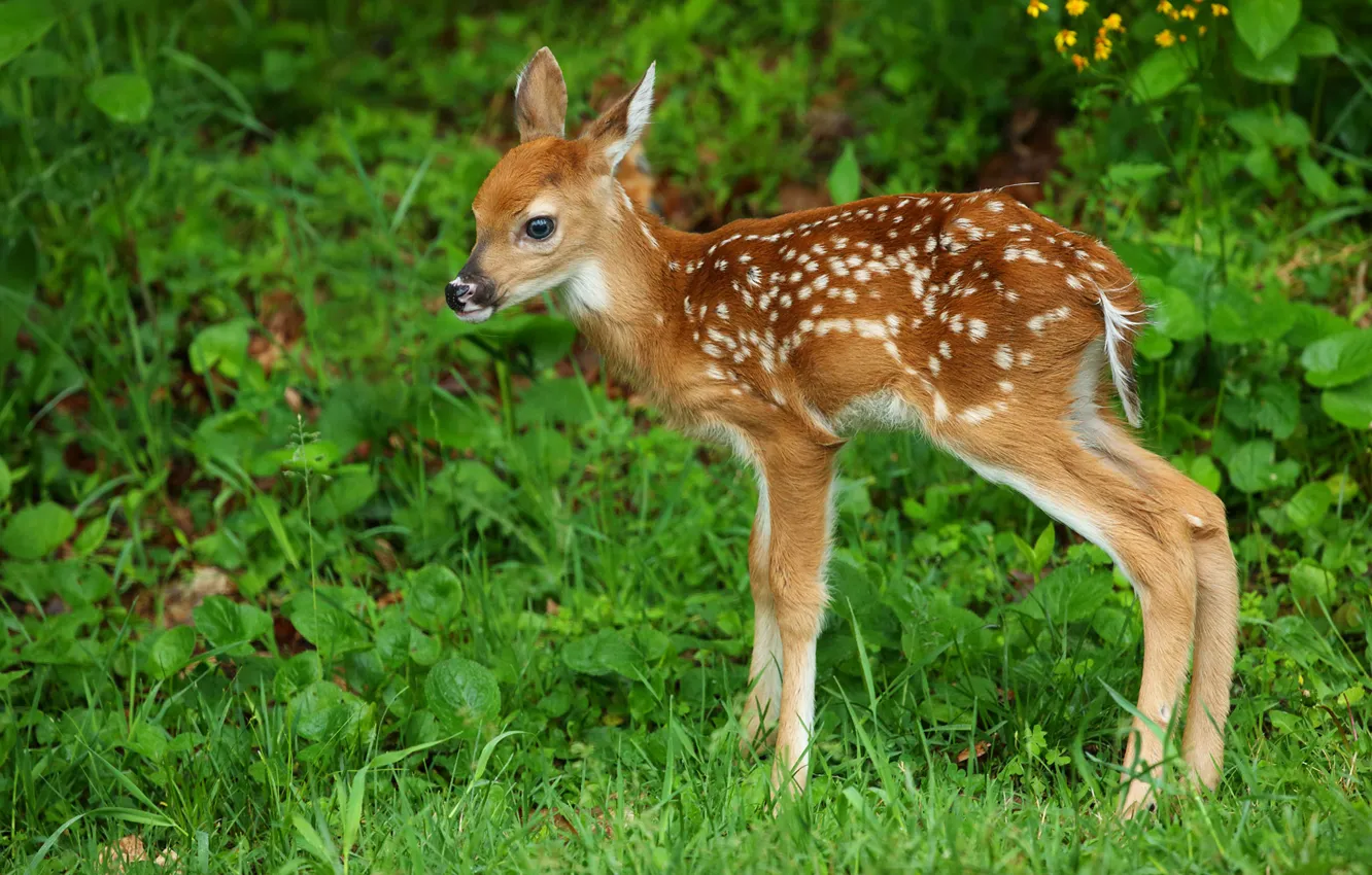 Photo wallpaper grass, deer, cub, fawn, white-tailed deer